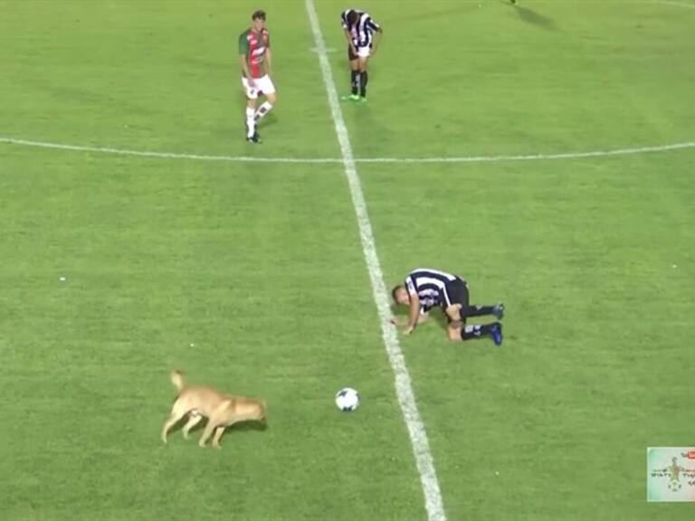 El perro tiró al jugador para quitarle el balón. Foto: