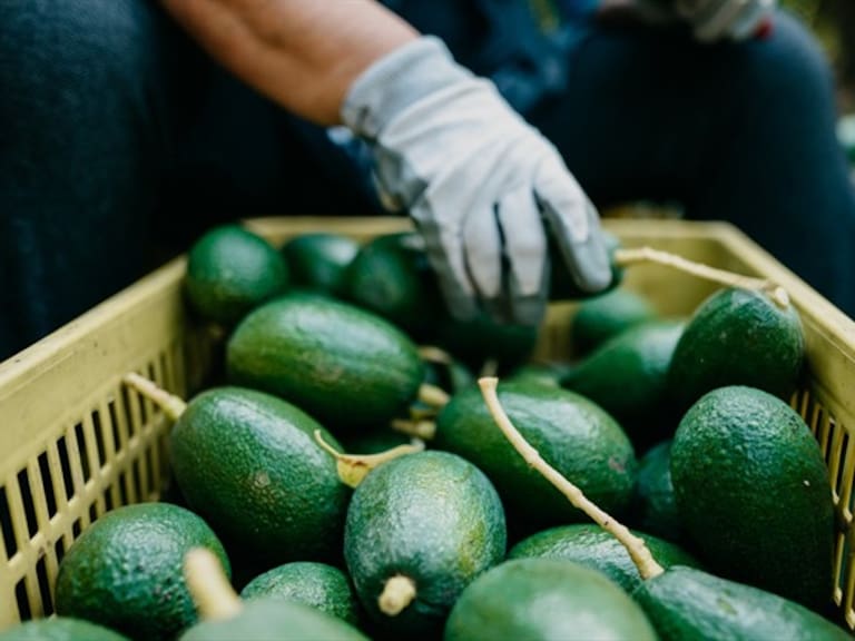 Año con año se consumen millones de aguacates en el Super Domingo, y en esta edición, estarán presentes hasta en los famosos spots.. Foto: getty