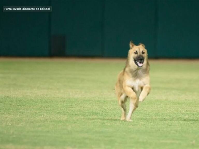 el duelo entre Cachorros y Cañeros, finalizó 6 a 3 a favor de los de Jalisco.. Foto: