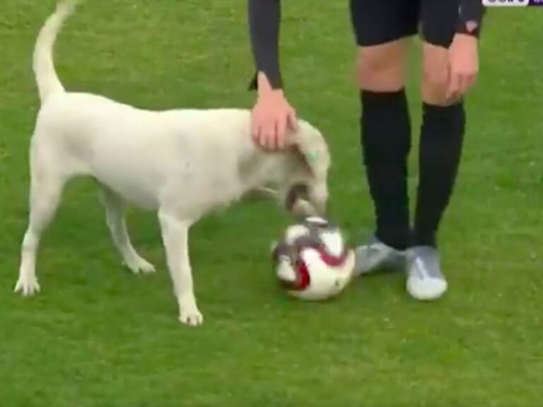 Perrito ingresó en un partido . Foto: Especial