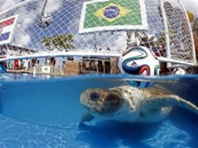 La tortuga 'Cabezona' predice que Brasil ganará a Croacia